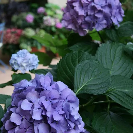 Le Tre Arti 3* San Zenone