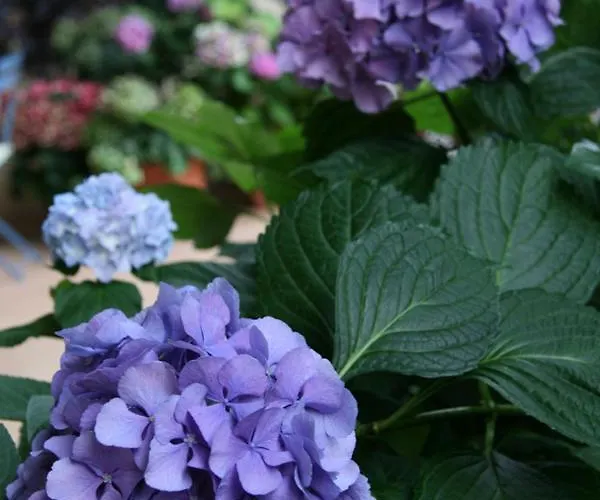 Le Tre Arti 3* Сан-Ценоне